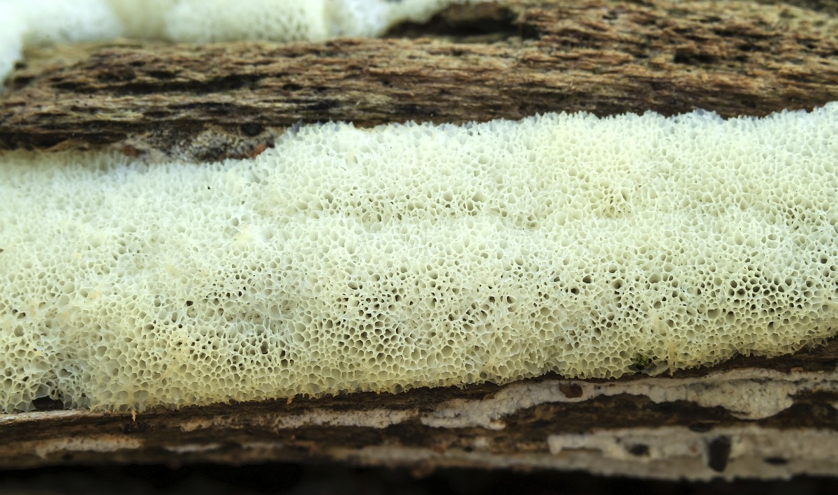 Ajoyib osiyolik ayol uni ogziga olib, unutilmas minut beradi.